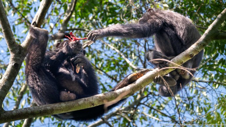 Two eastern chimpanzees on branches, one reaching toward bright red food held by the other.