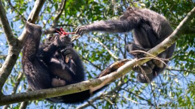 Two eastern chimpanzees on branches, one reaching toward bright red food held by the other.