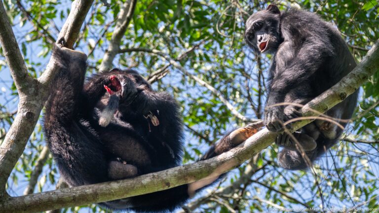 Two eastern chimpanzees perched together on a branch, one holding bright red food while the other has its mouth open.