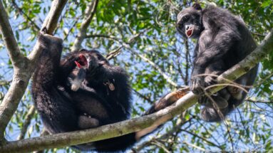Two eastern chimpanzees perched together on a branch, one holding bright red food while the other has its mouth open.