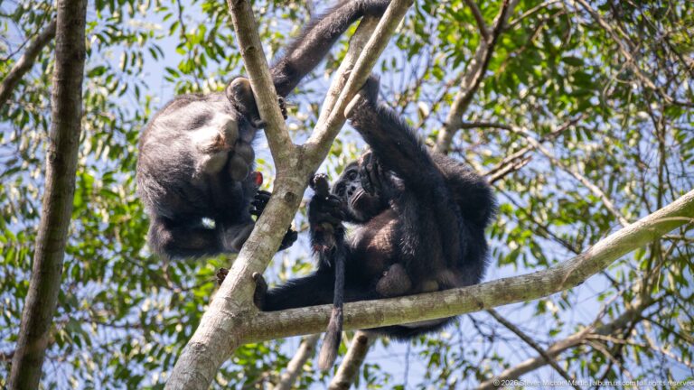 Two eastern chimpanzees on intersecting tree branches, one reaching down toward the other near a red food item.