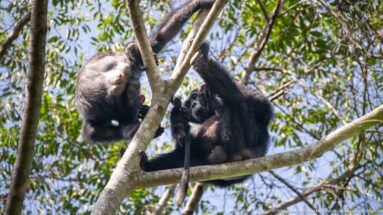 Two eastern chimpanzees on intersecting tree branches, one reaching down toward the other near a red food item.