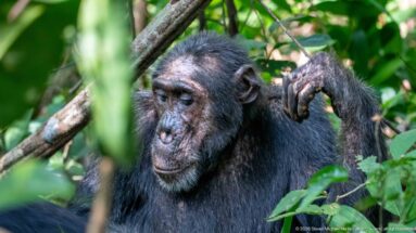 Eastern chimpanzee seated among leaves, looking downward with one bent arm raised beside its shoulder.