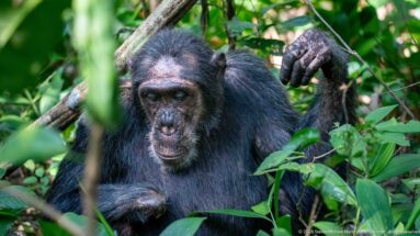 Seated eastern chimpanzee among vines and broad leaves with one arm raised beside its head.