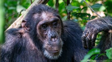 Eastern chimpanzee looking forward with one long arm draped over vegetation beside its head.