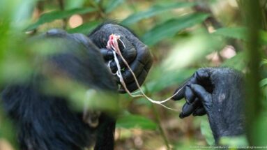 Chimpanzee hands holding fibrous red food and a long pale strand among blurred green vegetation.