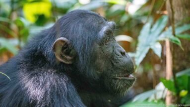 Side profile of an eastern chimpanzee with rounded ear, projecting muzzle, and dark fur in forest.
