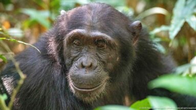 Eastern chimpanzee facing forward with closed mouth, dark fur, and pale chin hairs in green forest.