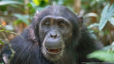 Front-facing eastern chimpanzee with slightly open mouth and gray chin hairs against a green forest background.