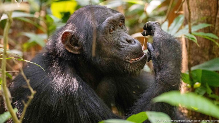 Eastern chimpanzee holding a thin plant strand between its fingers near its mouth in forest vegetation.
