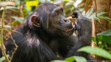 Eastern chimpanzee holding a thin plant strand between its fingers near its mouth in forest vegetation.