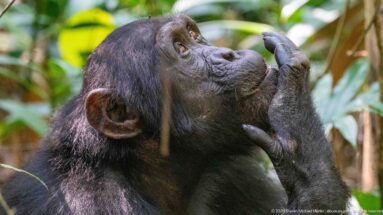 Eastern chimpanzee in profile raising one hand to its mouth amid dense green forest vegetation.