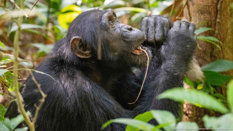 Profile of an eastern chimpanzee using both hands to bring a long flexible plant stem toward its mouth.