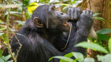 Profile of an eastern chimpanzee using both hands to bring a long flexible plant stem toward its mouth.