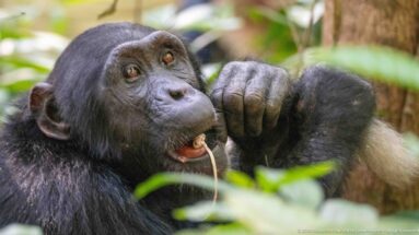 Eastern chimpanzee holding a thin plant stem near its mouth, with one large hand beside its face.
