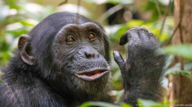 Eastern chimpanzee with mouth slightly open and a curled hand raised beside its face in the forest.