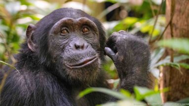 Eastern chimpanzee facing forward with one curled hand raised beside its face among green forest vegetation.
