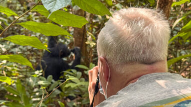 Back of a visitor’s head in foreground facing an eastern chimpanzee seated among trees and dense foliage.