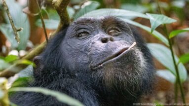 Eastern chimpanzee looking upward with a slender twig or plant stem resting across its mouth.