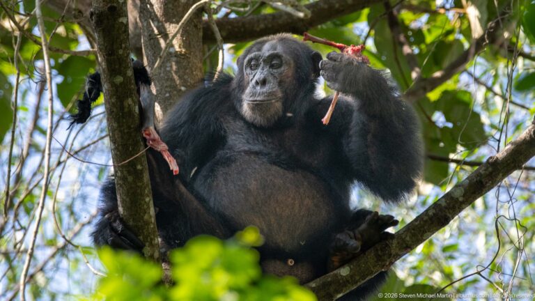 Budongo Forest
