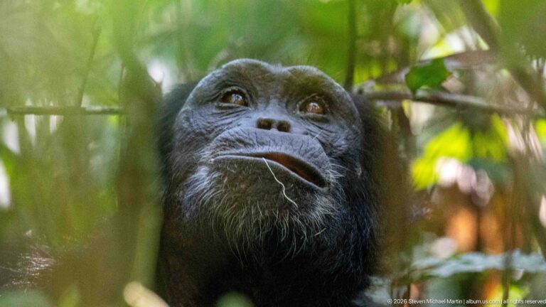 Eastern chimpanzee looking upward with a thin pale plant fiber hanging from the corner of its mouth.