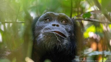 Eastern chimpanzee looking upward with a thin pale plant fiber hanging from the corner of its mouth.
