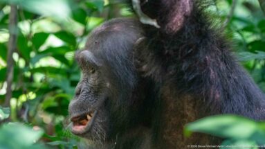 Side view of an eastern chimpanzee with one arm raised overhead and mouth slightly open among foliage.