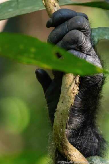 Close-up of an eastern chimpanzee hand gripping a vertical branch, with thick fingers and dark skin visible.