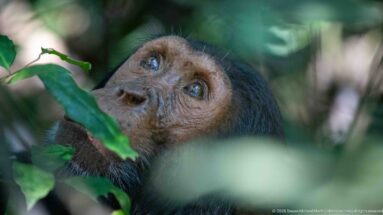 Eastern chimpanzee gazing upward behind broad green leaves, with eyes and muzzle visible through a gap.
