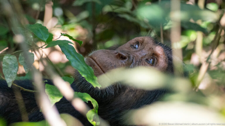 Reclining eastern chimpanzee looking upward through dense leaves and stems, with much of its body concealed.