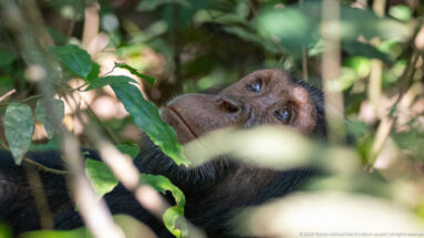 Reclining eastern chimpanzee looking upward through dense leaves and stems, with much of its body concealed.