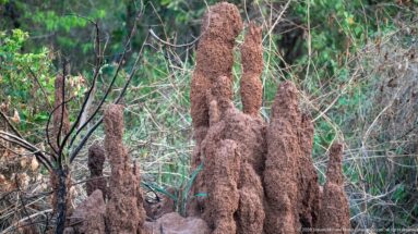 Tall reddish-brown termite mound with multiple narrow towers rising among grasses and shrubs.