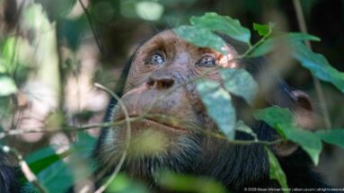 Eastern chimpanzee looking upward through overlapping leaves and thin branches in dense forest understory.