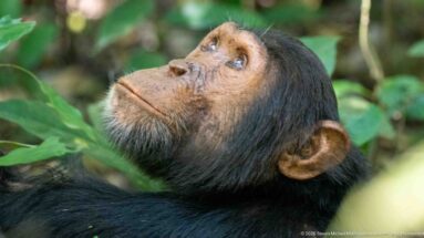 Eastern chimpanzee in side profile looking upward, with rounded ear and pale chin hairs visible.