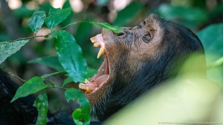 Profile of an eastern chimpanzee with jaws wide open, tongue and large canine teeth visible beneath leaves.