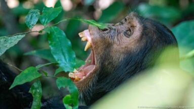 Profile of an eastern chimpanzee with jaws wide open, tongue and large canine teeth visible beneath leaves.