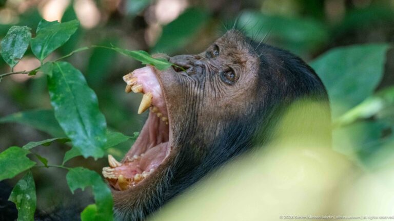 Eastern chimpanzee with head tilted back and jaws widely open, exposing canine teeth among green leaves.