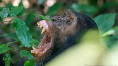 Eastern chimpanzee with head tilted back and jaws widely open, exposing canine teeth among green leaves.