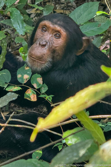 Reclining eastern chimpanzee lying among low leaves and stems with its head raised toward the camera.