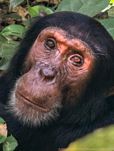 Eastern chimpanzee resting among leaves, looking toward the camera with sunlight crossing its forehead and eyes.