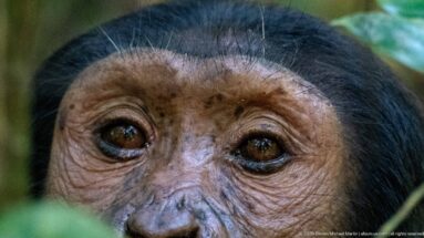 Extreme close-up of an eastern chimpanzee’s brown eyes, wrinkled brow, and upper muzzle.