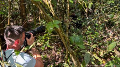 Photographer aiming a long telephoto lens through dense vines, trunks, and leaves on the forest floor.