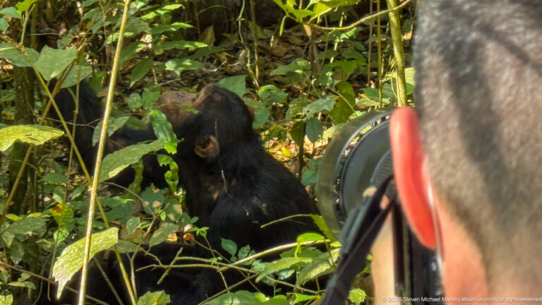 Photographer and telephoto lens in foreground facing an eastern chimpanzee seated among dense forest vegetation.