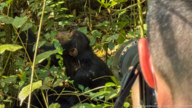 Photographer and telephoto lens in foreground facing an eastern chimpanzee seated among dense forest vegetation.