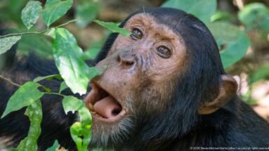 Eastern chimpanzee looking upward with mouth open beside broad green forest leaves.