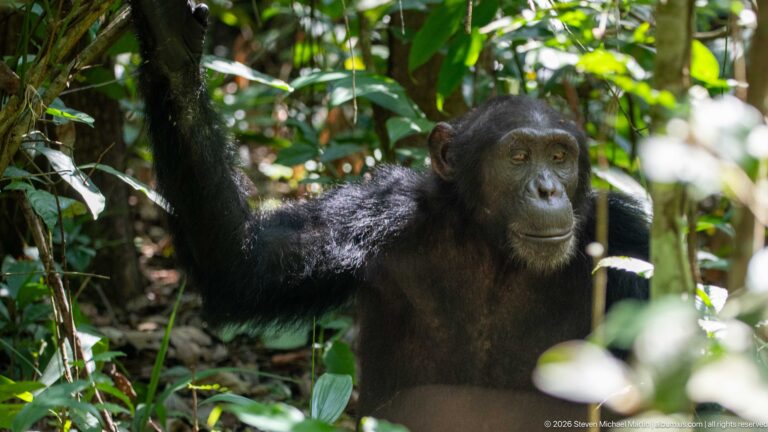 Seated eastern chimpanzee with one arm raised among dense green stems and leaves in Budongo Forest.