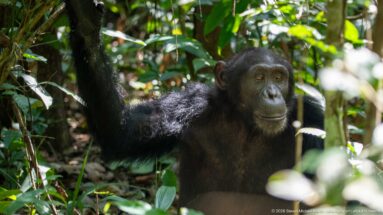 Seated eastern chimpanzee with one arm raised among dense green stems and leaves in Budongo Forest.