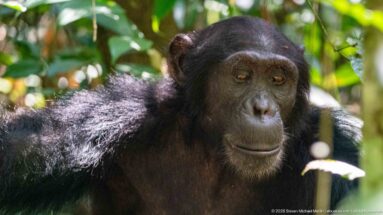Eastern chimpanzee looking downward, its dark face and gray chin hairs surrounded by green foliage.