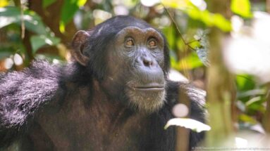 Eastern chimpanzee facing slightly sideways, with dark fur and pale chin hairs in dappled forest light.