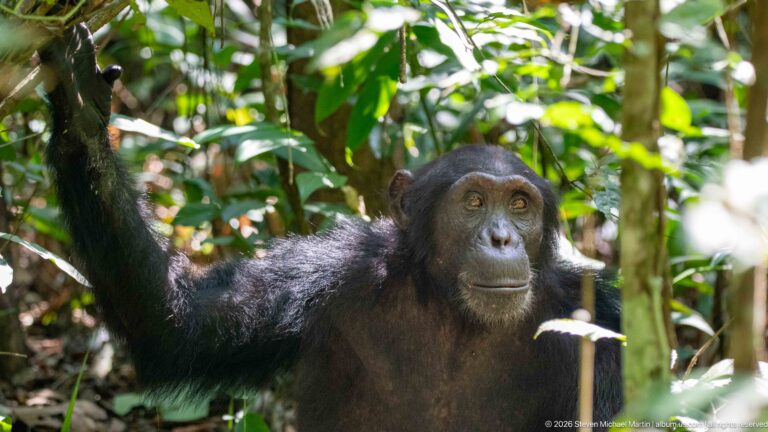 Seated eastern chimpanzee in forest vegetation with one long arm raised overhead beside leafy stems.